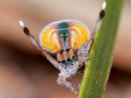 MalePeacockSpider